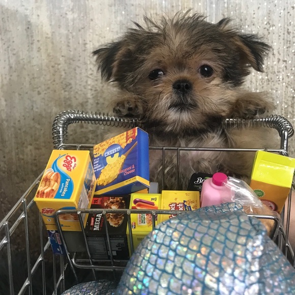 💕 Shorkies & Shih Tzu 💕 - Picture 6 of 14